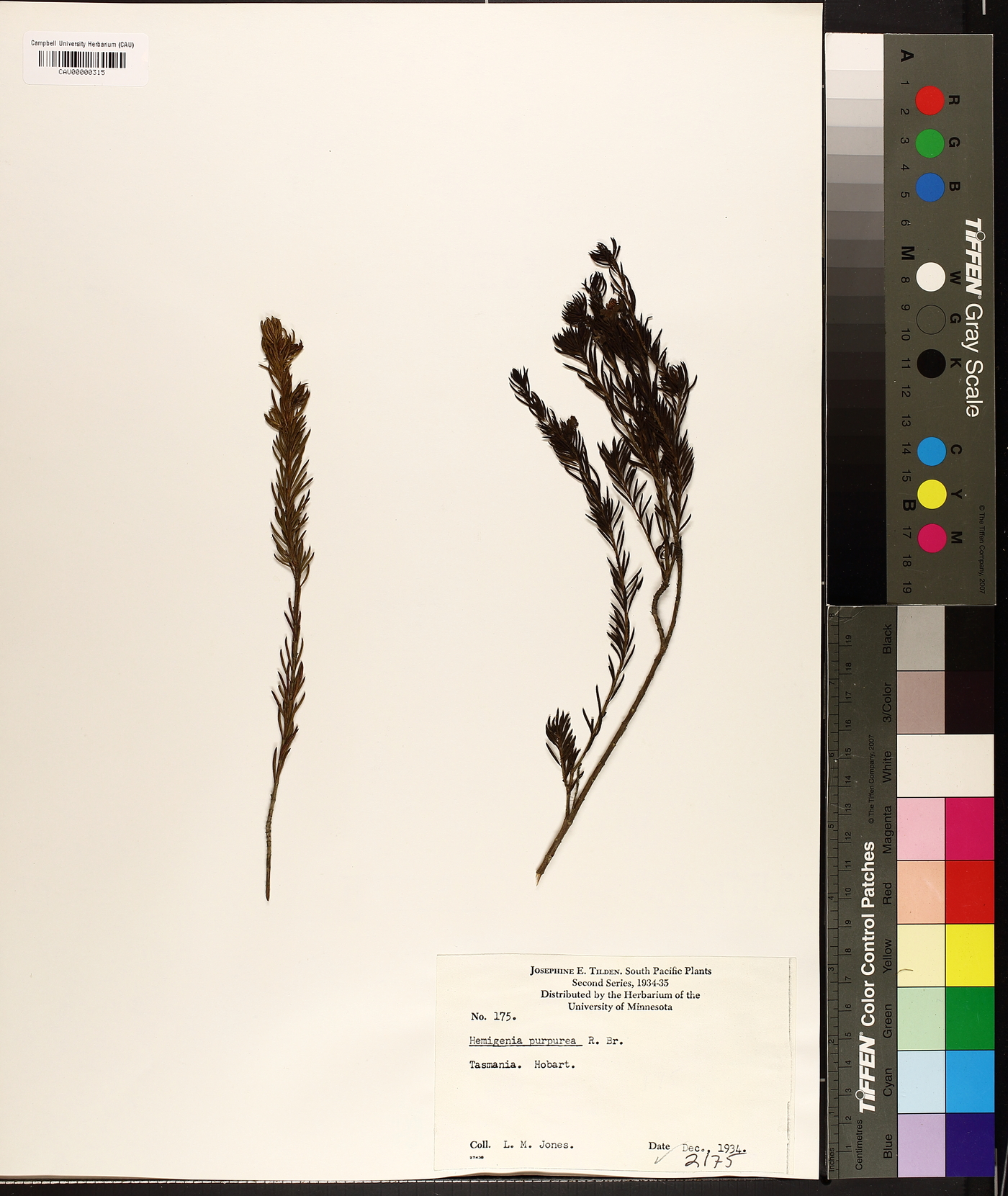 Hemiboea purpurea image