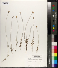 Wahlenbergia gracilis image