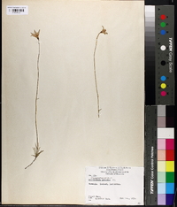 Wahlenbergia gracilis image