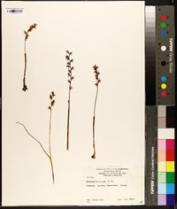 Prasophyllum fuscum image