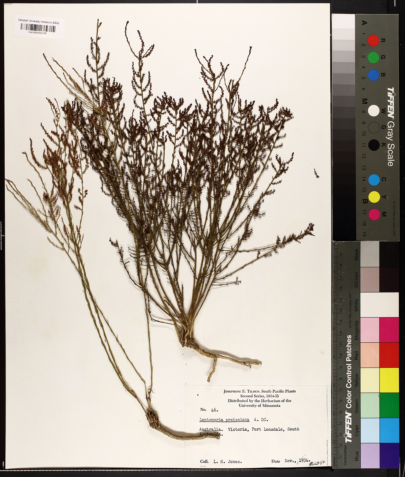 Leptomeria preissiana image