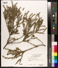 Image of Melaleuca lateriflora