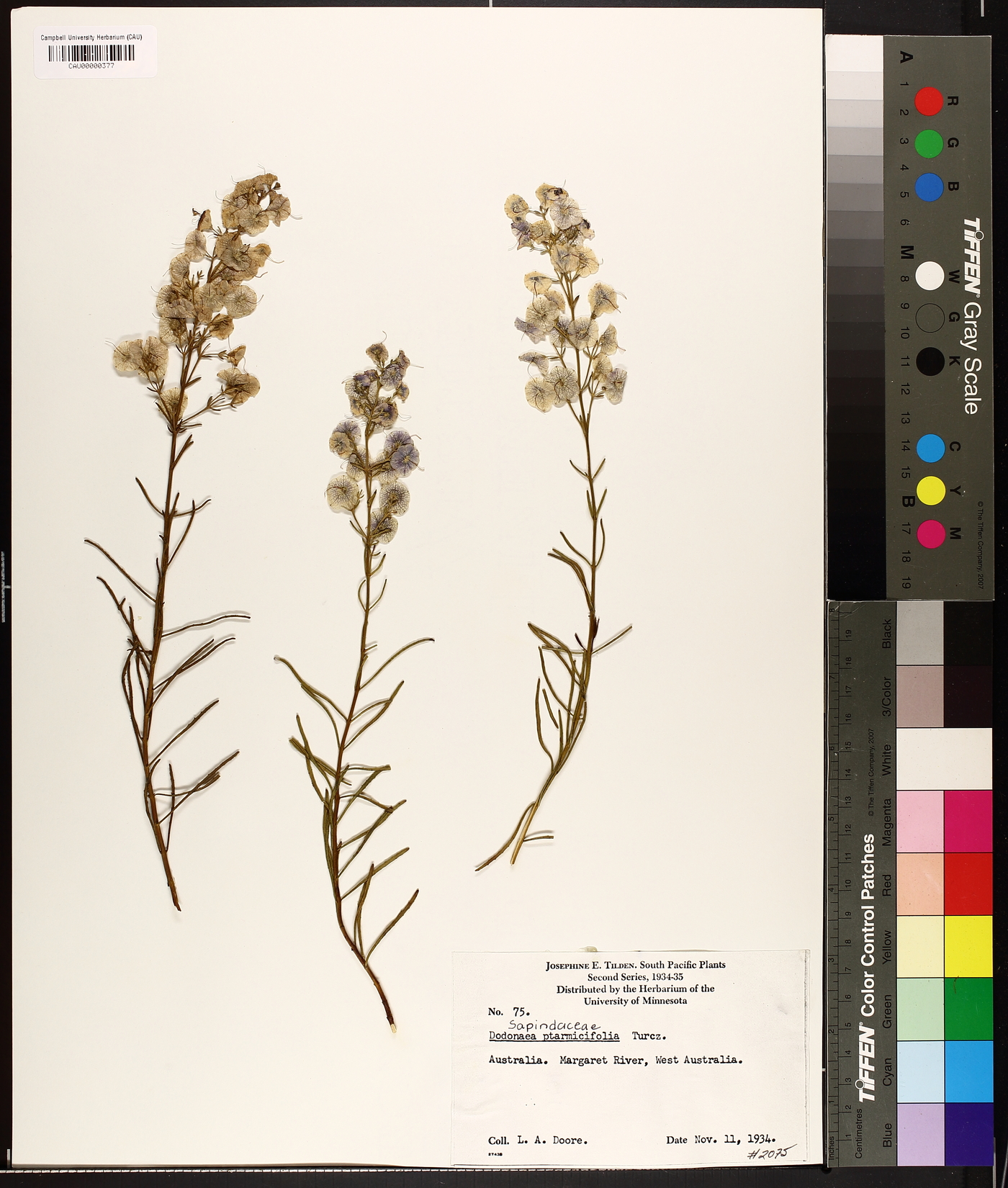 Dodonaea ptarmicifolia image