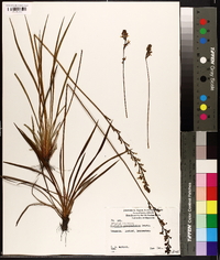 Stylidium graminifolium image