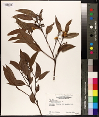 Eucalyptus marginata image