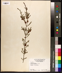 Melaleuca wilsonii image
