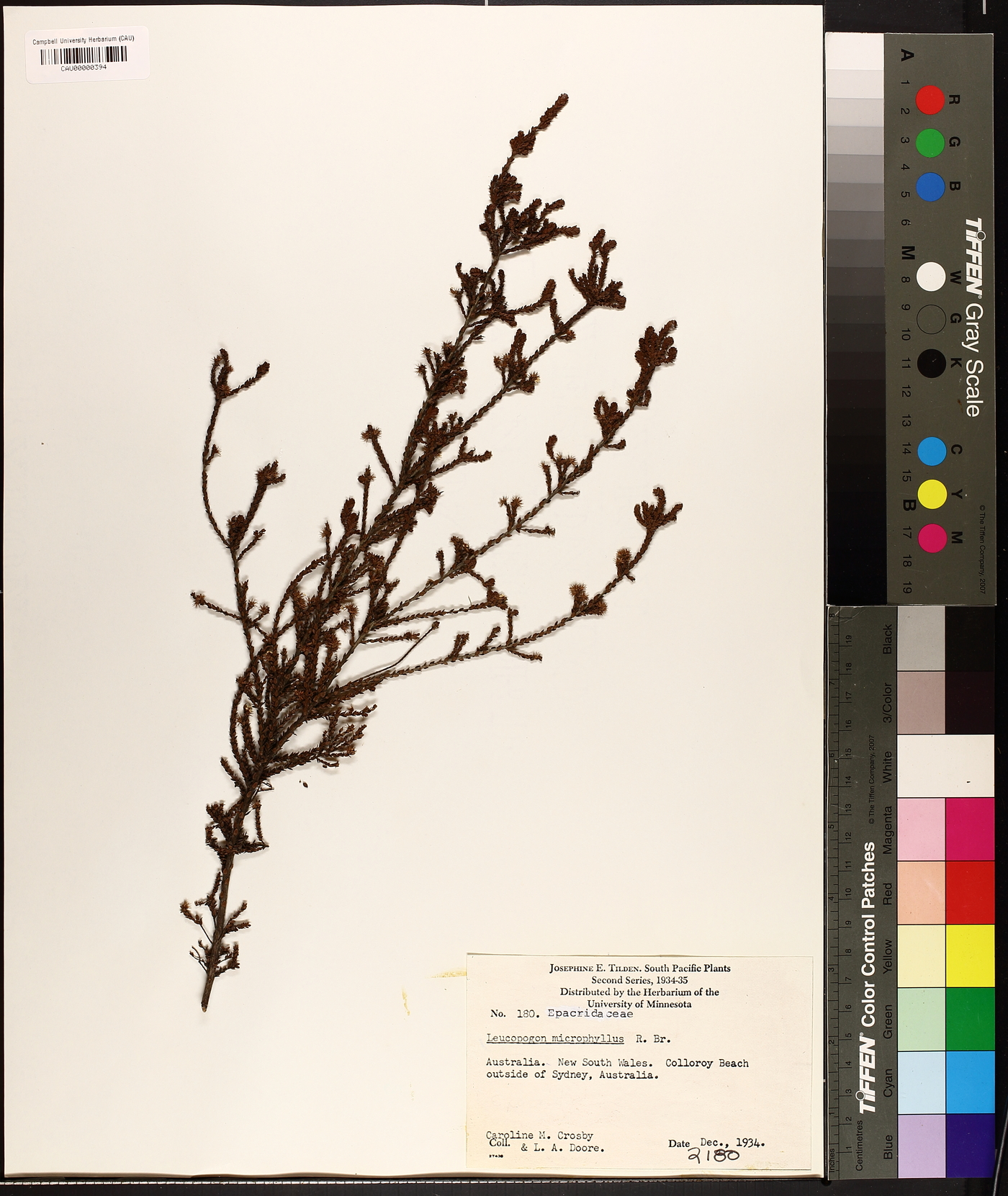 Leucopogon microphyllus image