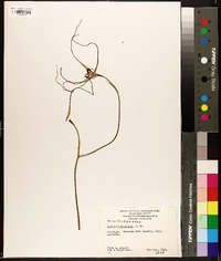 Caladenia longicauda image