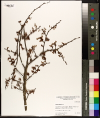 Ulmus alata image