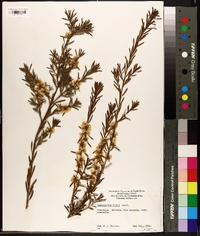 Media resource of Homalospermum firmum