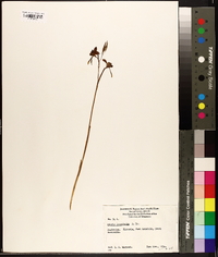 Diuris longifolia image