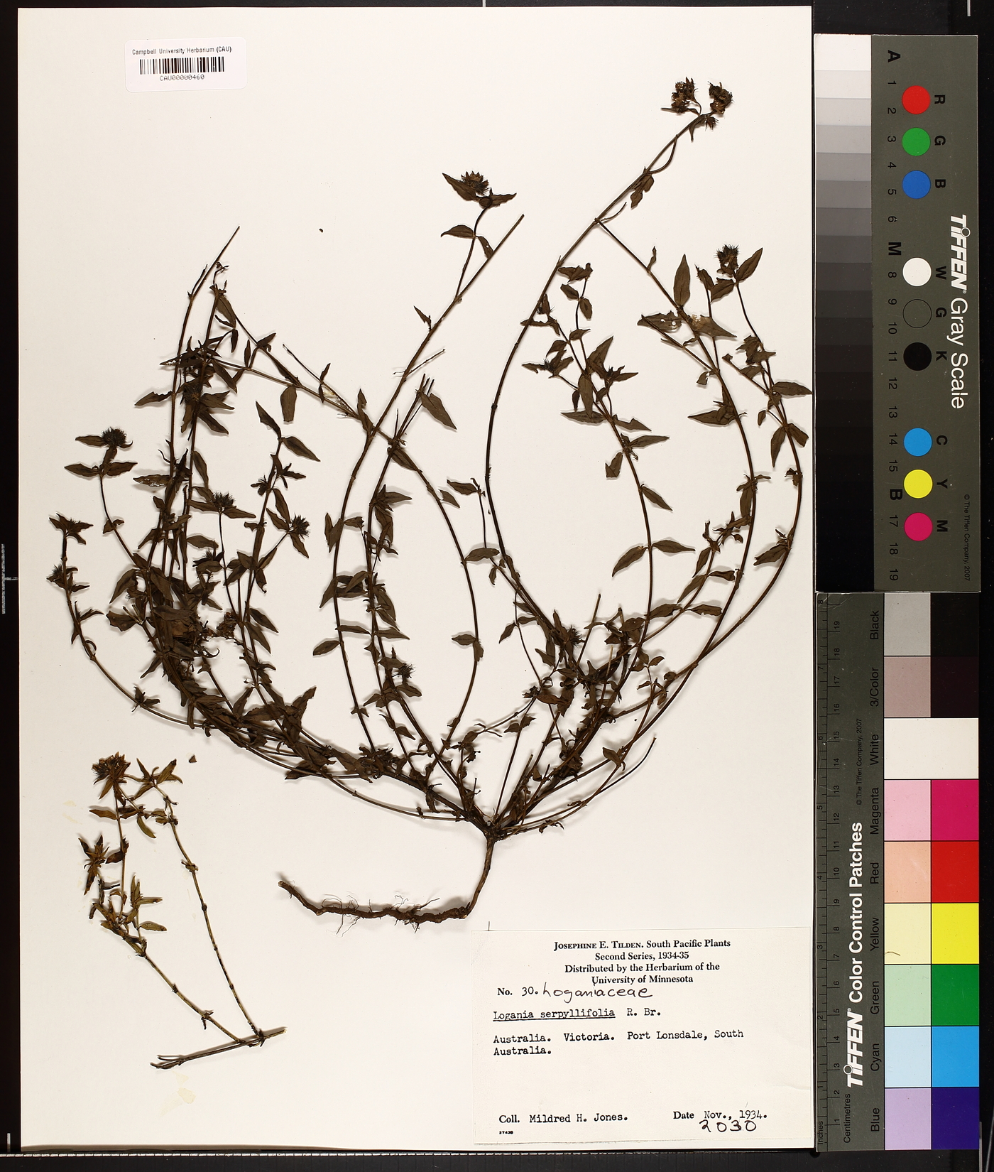 Lejeunea lamacerina var. gemminata image