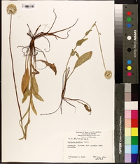 Craspedia uniflora image
