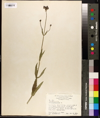 Verbena bonariensis image