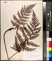 Polystichum hispidum image