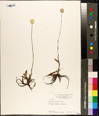 Craspedia uniflora image