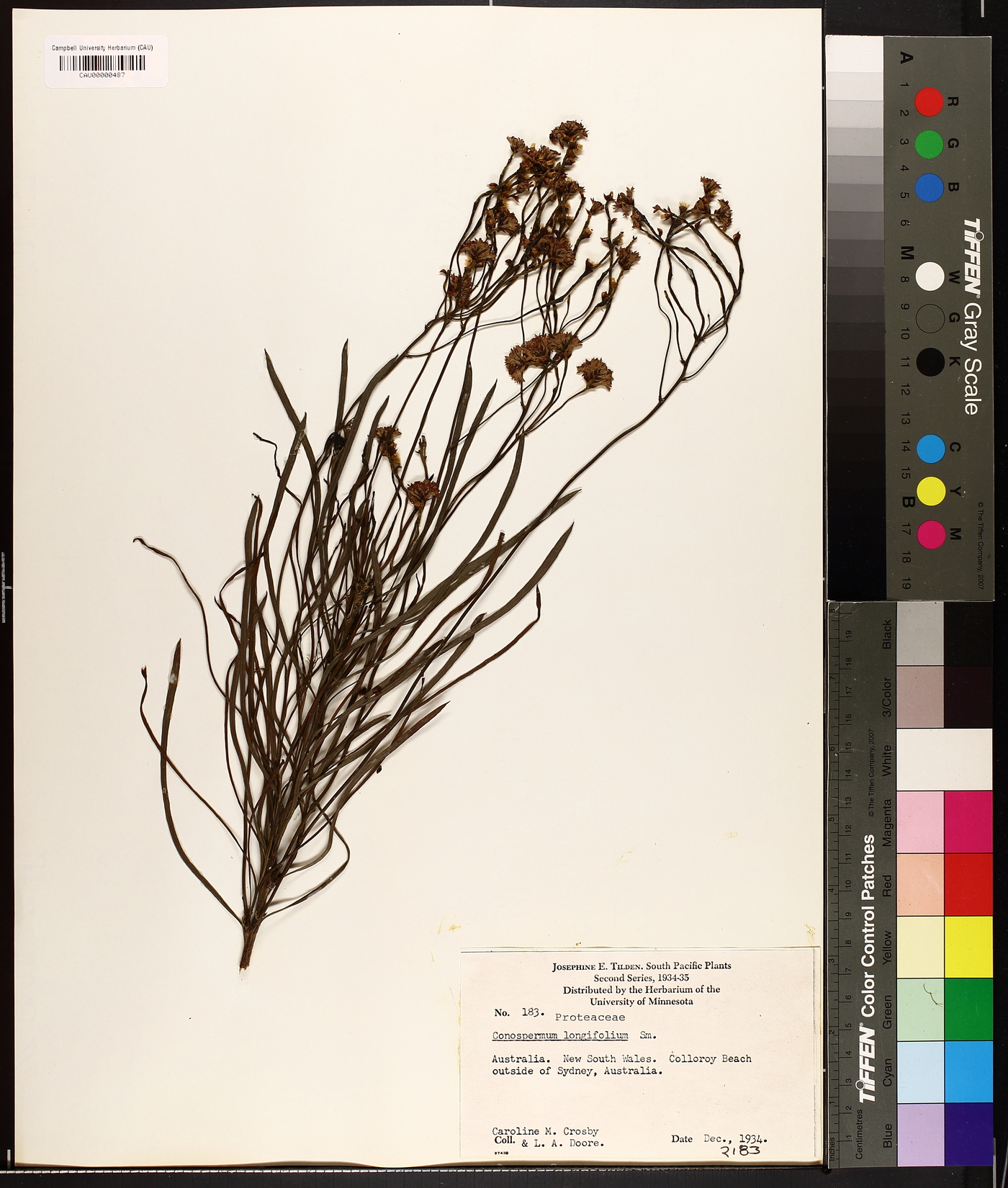 Conospermum longifolium image