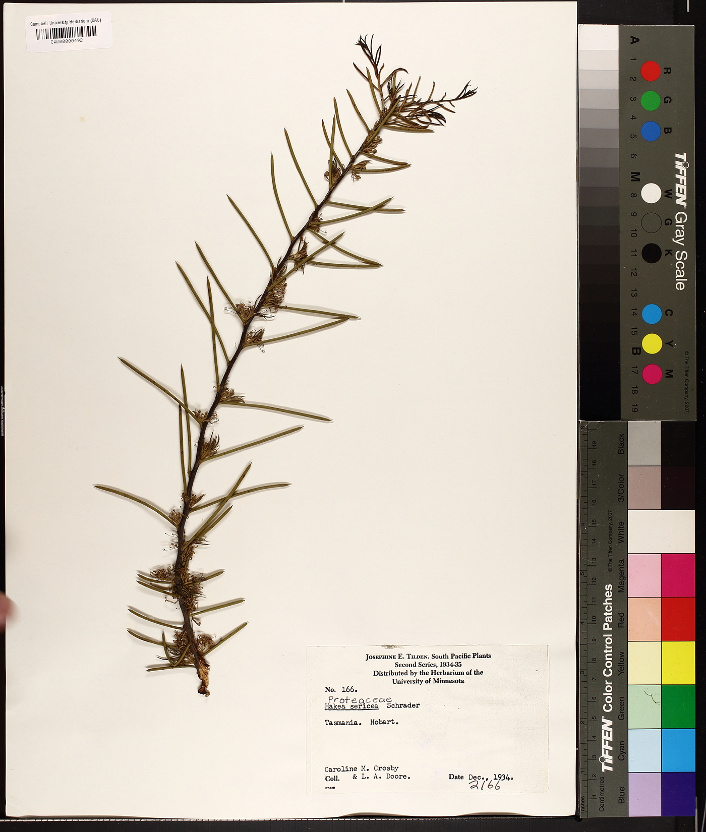 Hakea sericea image