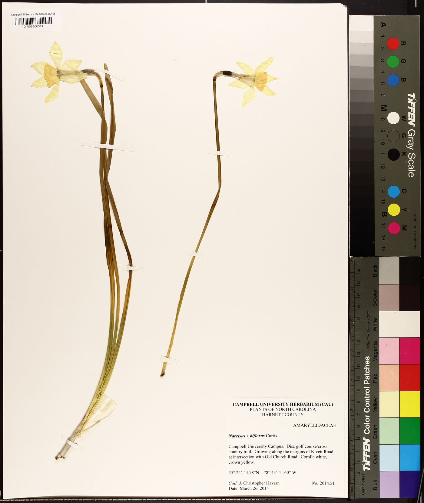 Narcissus biflorus image