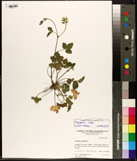 Potentilla indica image