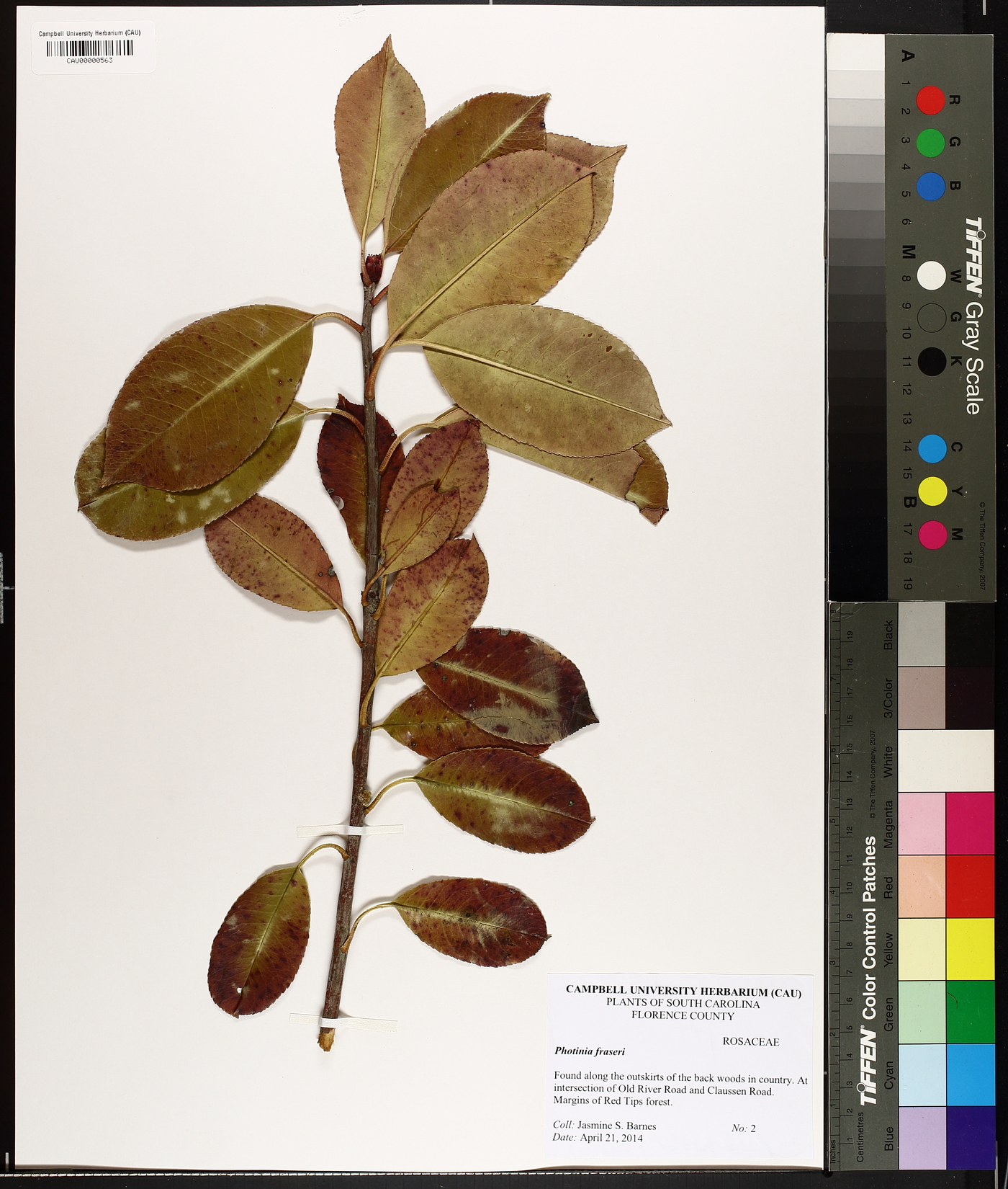 Photinia x fraseri image