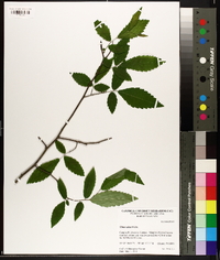 Ulmus alata image