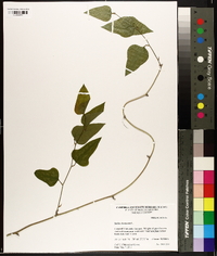 Smilax bona-nox image