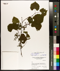 Vitis rotundifolia image