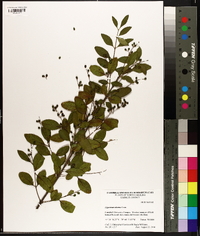 Ligustrum sinense image