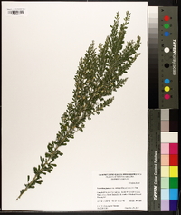 Lespedeza juncea image