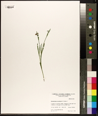 Sisyrinchium rosulatum image