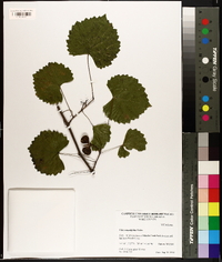 Vitis rotundifolia image