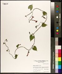 Ipomoea rubriflora image