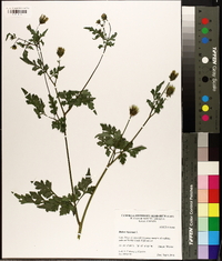 Bidens bipinnata image