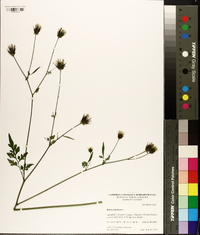 Bidens bipinnata image