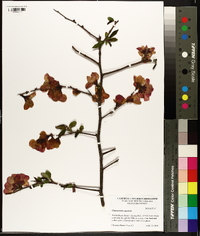 Chaenomeles speciosa image