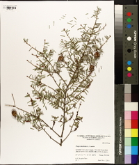 Tsuga canadensis image