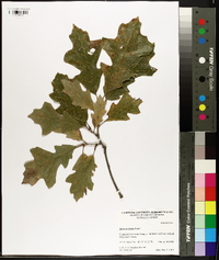 Quercus lyrata image