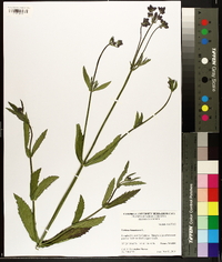 Verbena bonariensis image