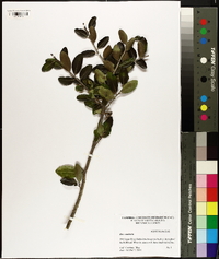 Ilex vomitoria image