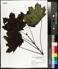 Acer platanoides image