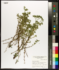 Polypremum procumbens image