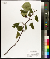 Pyrus calleryana image