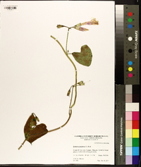 Ipomoea purpurea image