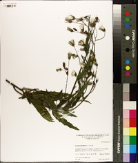 Lactuca floridana image