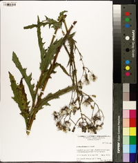 Lactuca floridana image