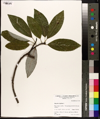 Magnolia virginiana image