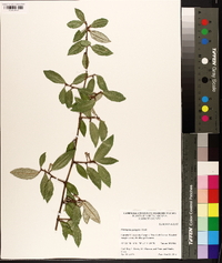 Elaeagnus pungens image