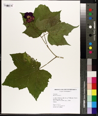 Rubus odoratus image