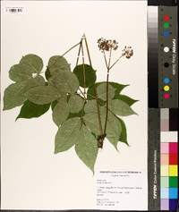 Aralia nudicaulis image